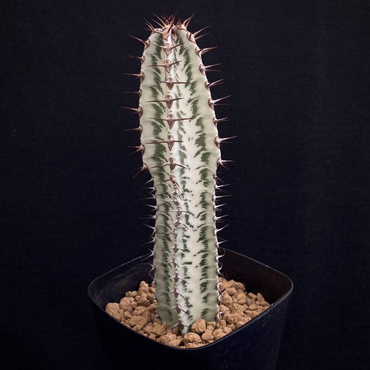 σ ユーフォルビア コンフィナリス ローデシア 3号 Euphorbia confinalis ssp. rhodesia 多肉植物 サボテン ローデシカ パキポディウム_画像5