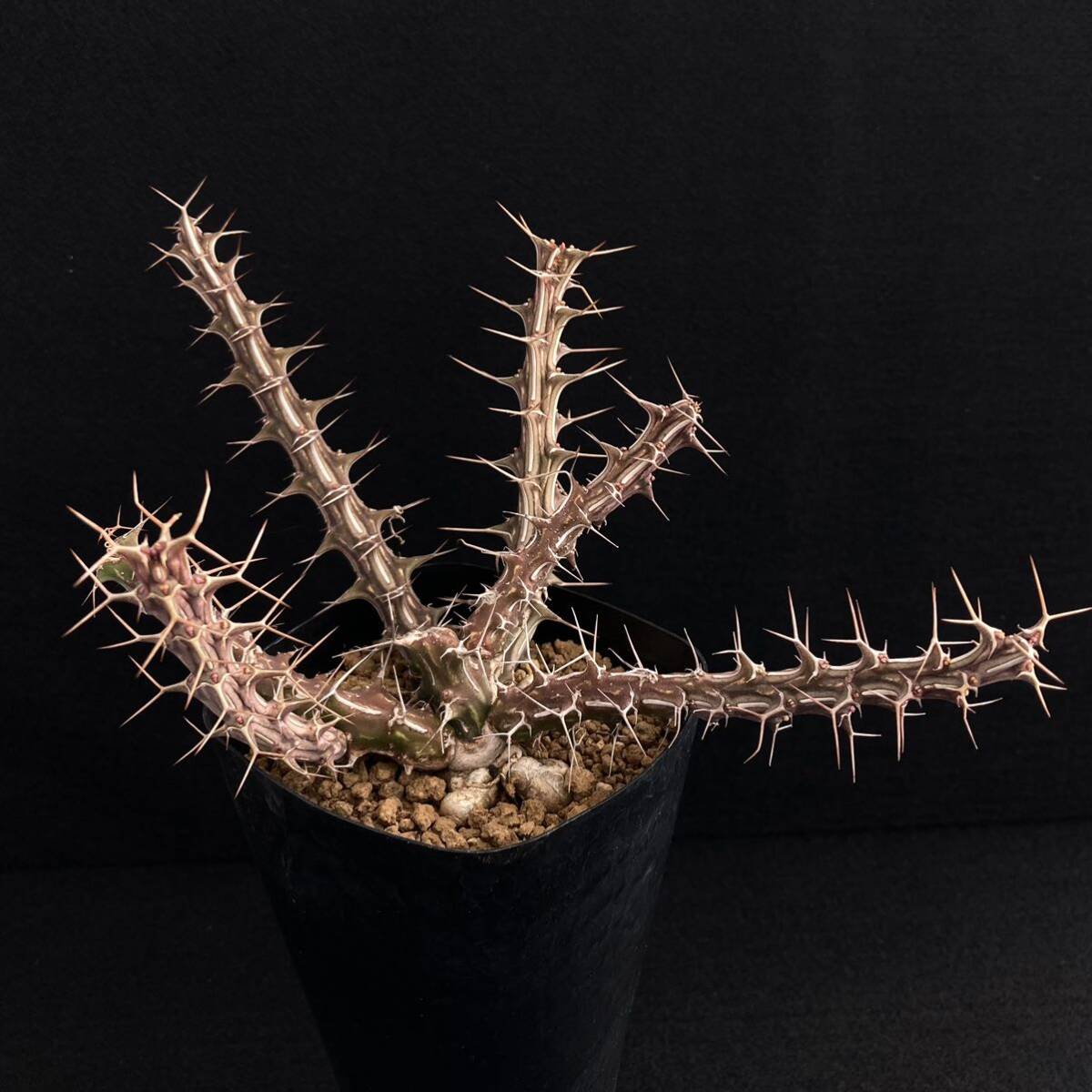 σ ユーフォルビア sp. Archers Post 3号(極珍品) Euphorbia sp. Archers Post, Samburu, KENYA 多肉植物 サボテン ホリダ パキポディウム_画像7