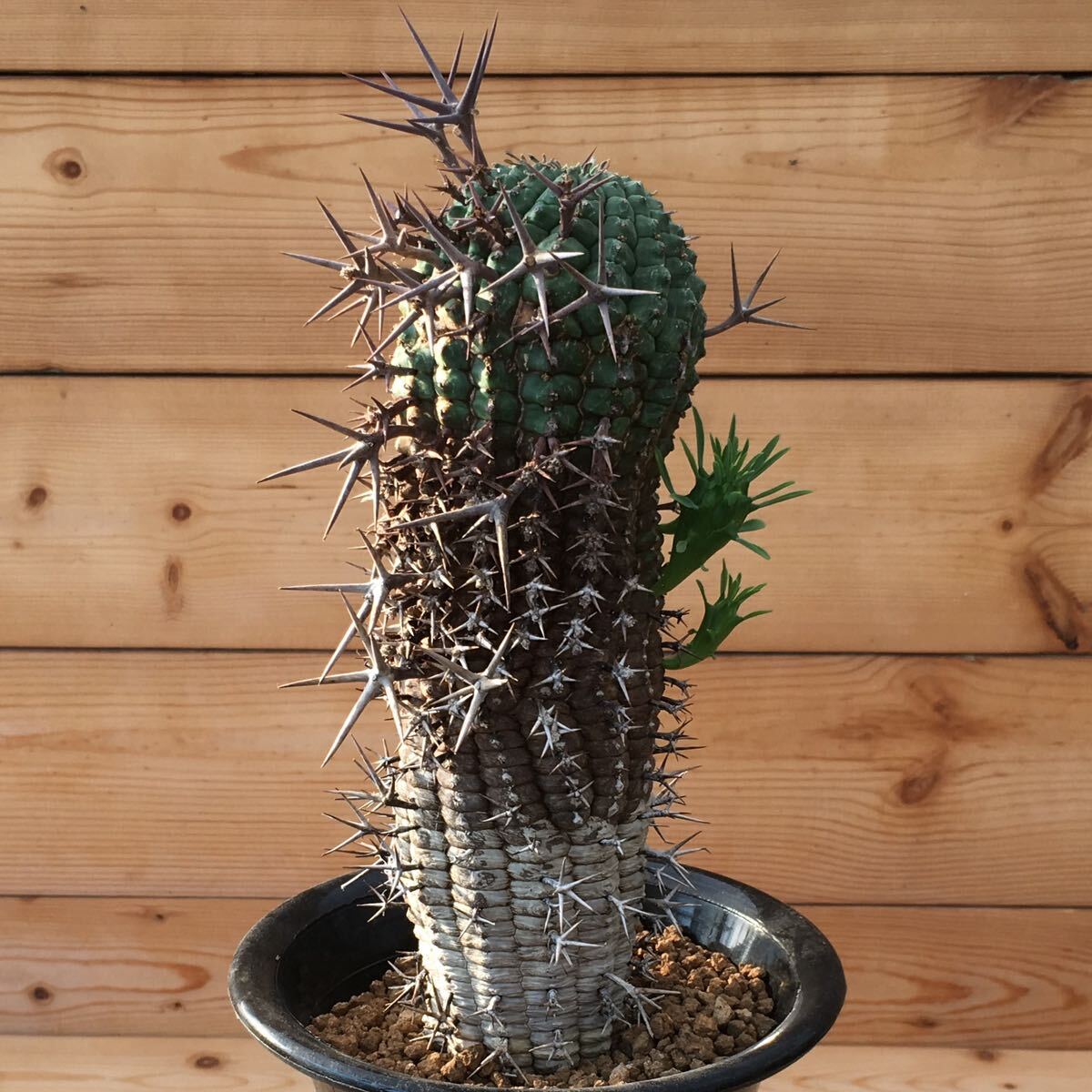 σ You fo ruby a stereo squirrel pina group star .[* male stock ] 3 number first reference image Euphorbia stellispina succulent plant cactus obesa Hori da