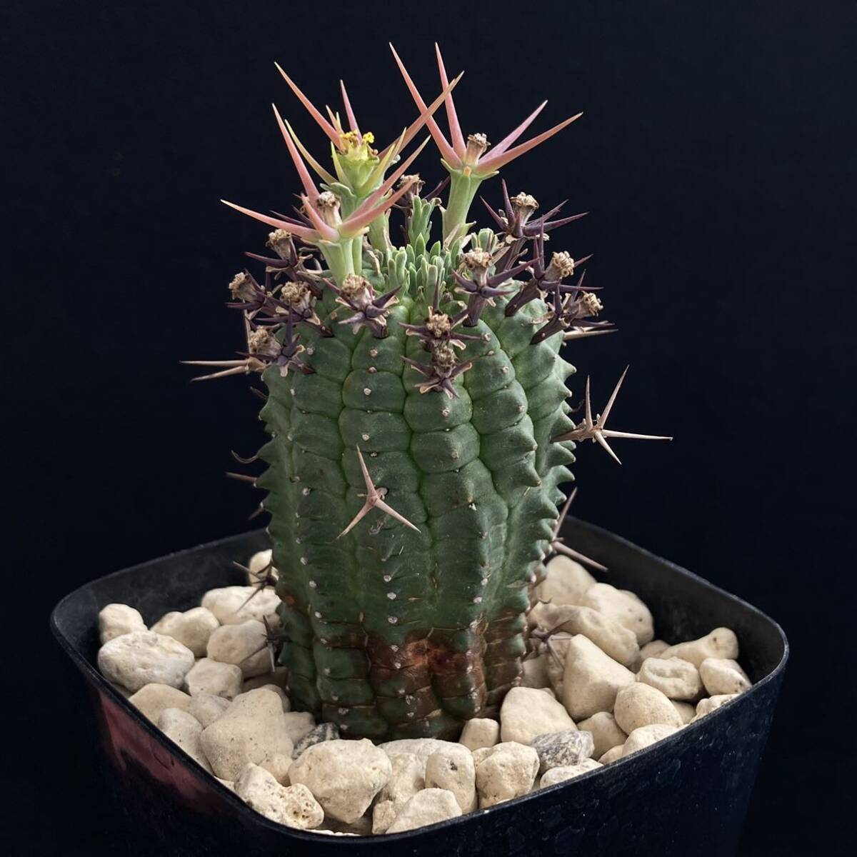 σ You fo ruby a stereo squirrel pina group star .[* male stock ] 3 number first reference image Euphorbia stellispina succulent plant cactus obesa Hori da