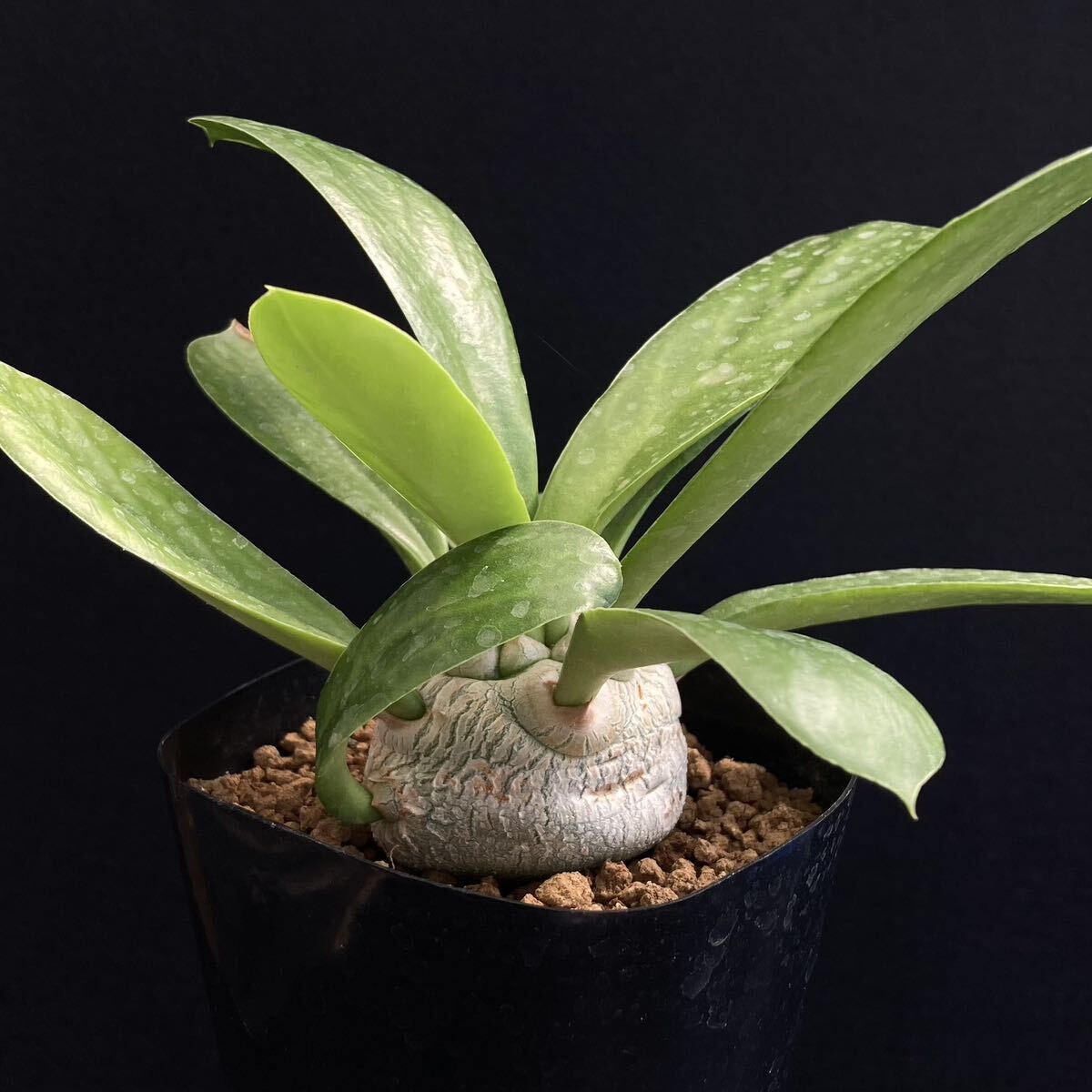 σ ユーフォルビア ポイソニー 実生 3号 Euphorbia poissonii 多肉植物 サボテン ユニスピナ ベネニフィカ パキポディウム_参考画像