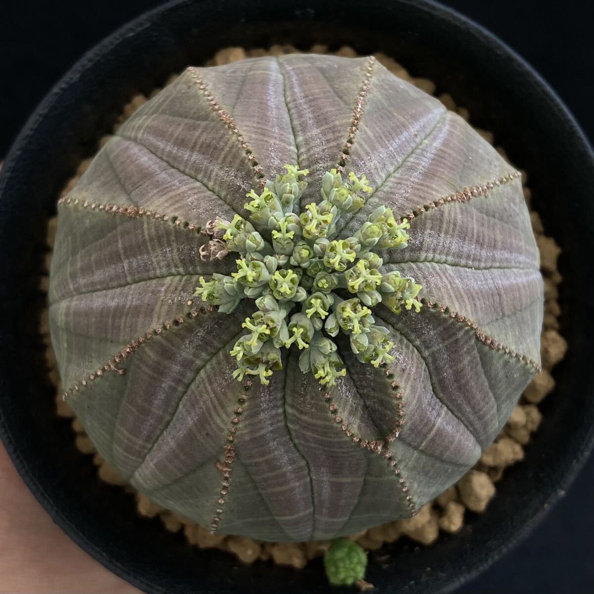 σ ユーフォルビア オベサ 実生 [♀メス株] 3.5号充実球 Euphorbia obesa 多肉植物 サボテン ホリダ ユーフォルビア コピアポア_画像7