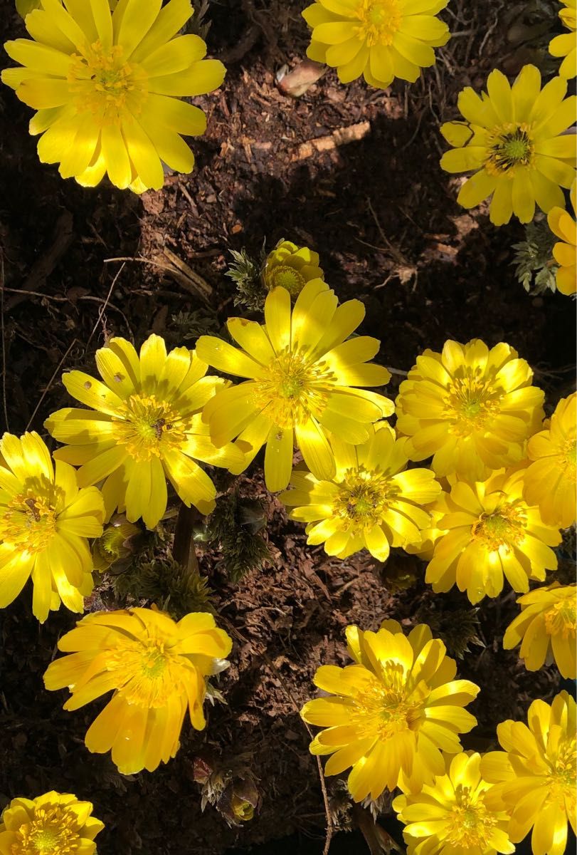 【☆超希少☆】福寿草の種 20粒　無農薬　自然農　フクジュソウ　タネ　花　植物　山野草　観葉植物　種子　自家採取