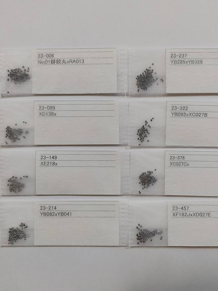 花サボテン交配種子セット　７－０５_画像4