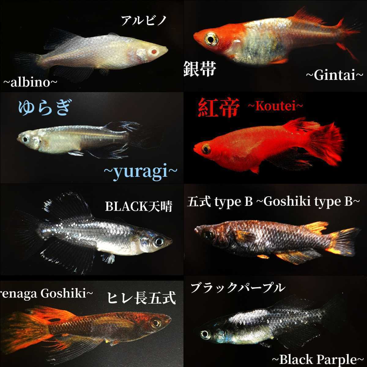 ミックスメダカの有精卵:120個+α     の画像5