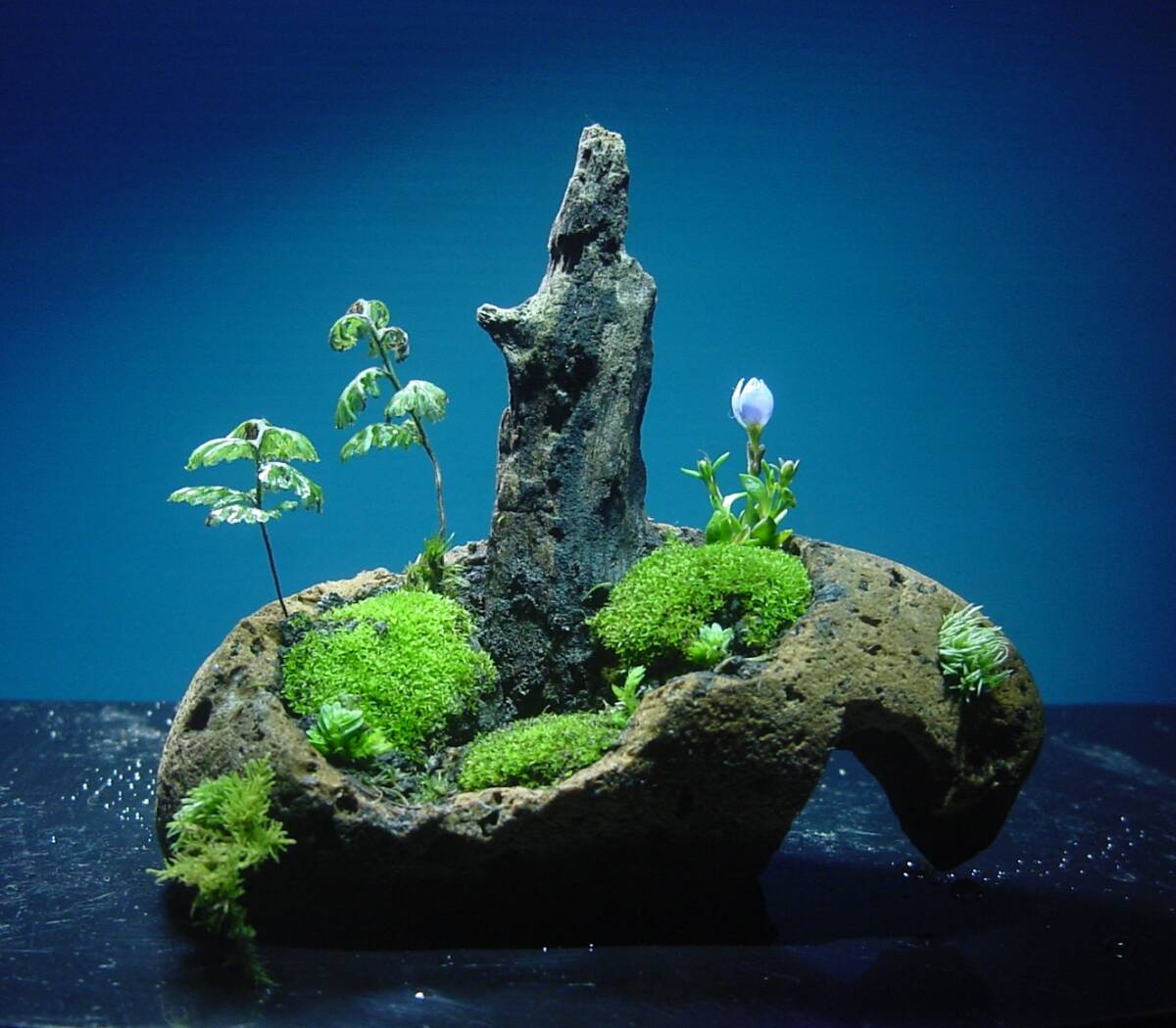 ミニ苔盆景 軽石器　コケシノブ　ヒナ草　ボックス付　小宇宙の世界です.._画像1