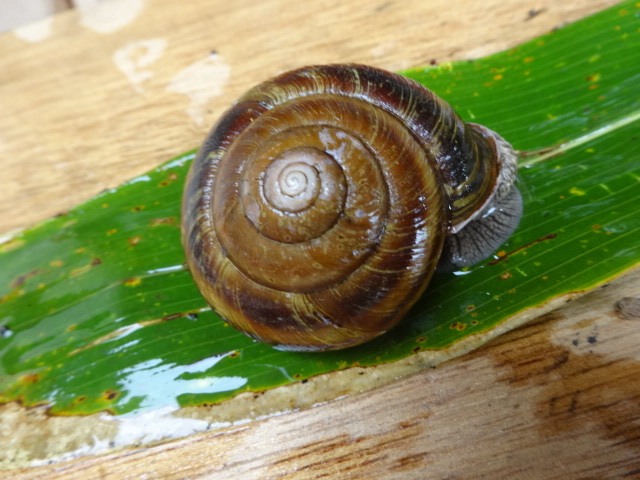 52ミリオーバー！大きいカタツムリ！クロイワマイマイ☆かたつむり☆蝸牛☆でんでんむし☆岐阜北部産の画像2