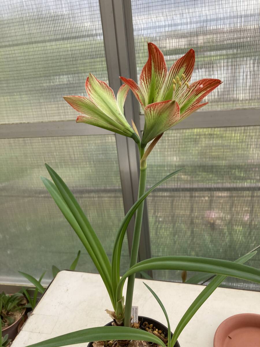 原種 アマリリス・プシタキューム Hippeastrum psittachium 分球苗の画像2