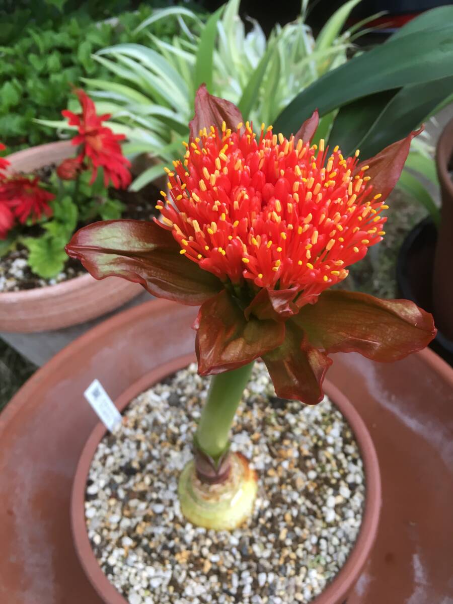 スカドクサス・プ二セウス　Scadoxus puniceus　分球苗_開花例