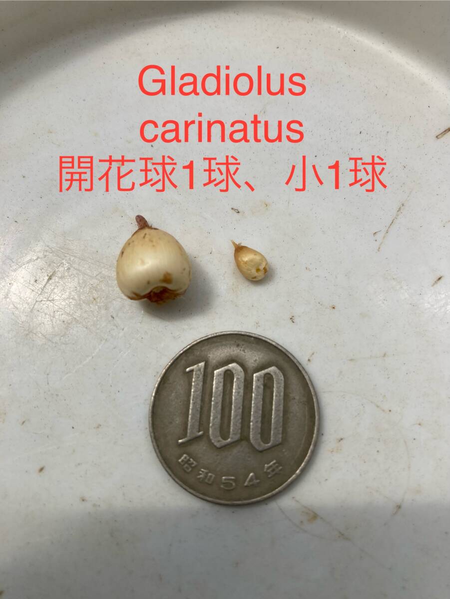 グラジオラス・カリナツー　Gladiolus carinatu　開花球１球・小１球_お送りする球根