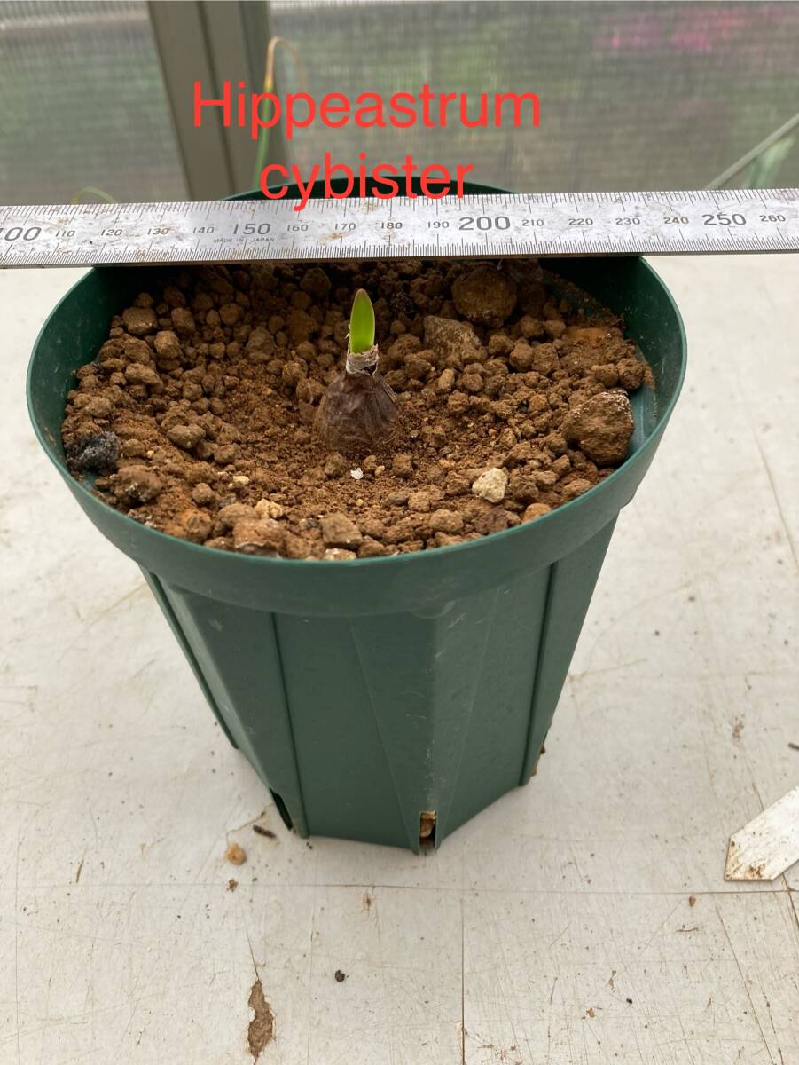 原種 アマリリス・シビスタ Hippeastrum cybister 分球苗の画像3