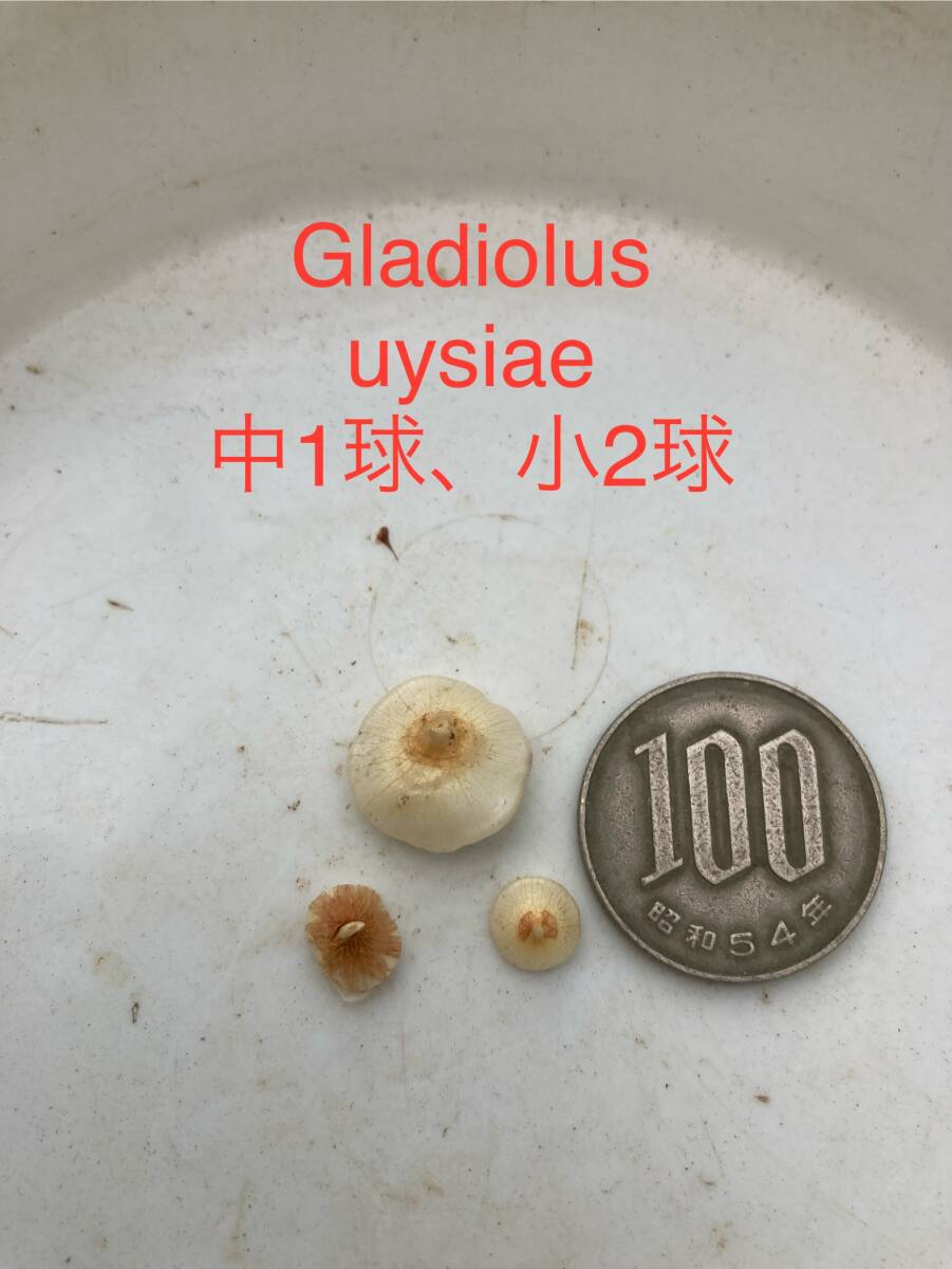  гладиолус *uisiaGladiolus uysiae средний 1 лампочка * маленький 2 лампочка 
