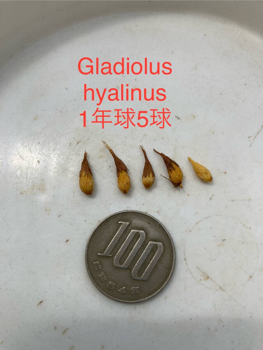 グラジオラス・ヒアリヌス　Gladiolus hyalinus 　1年球５球_お送りする球根