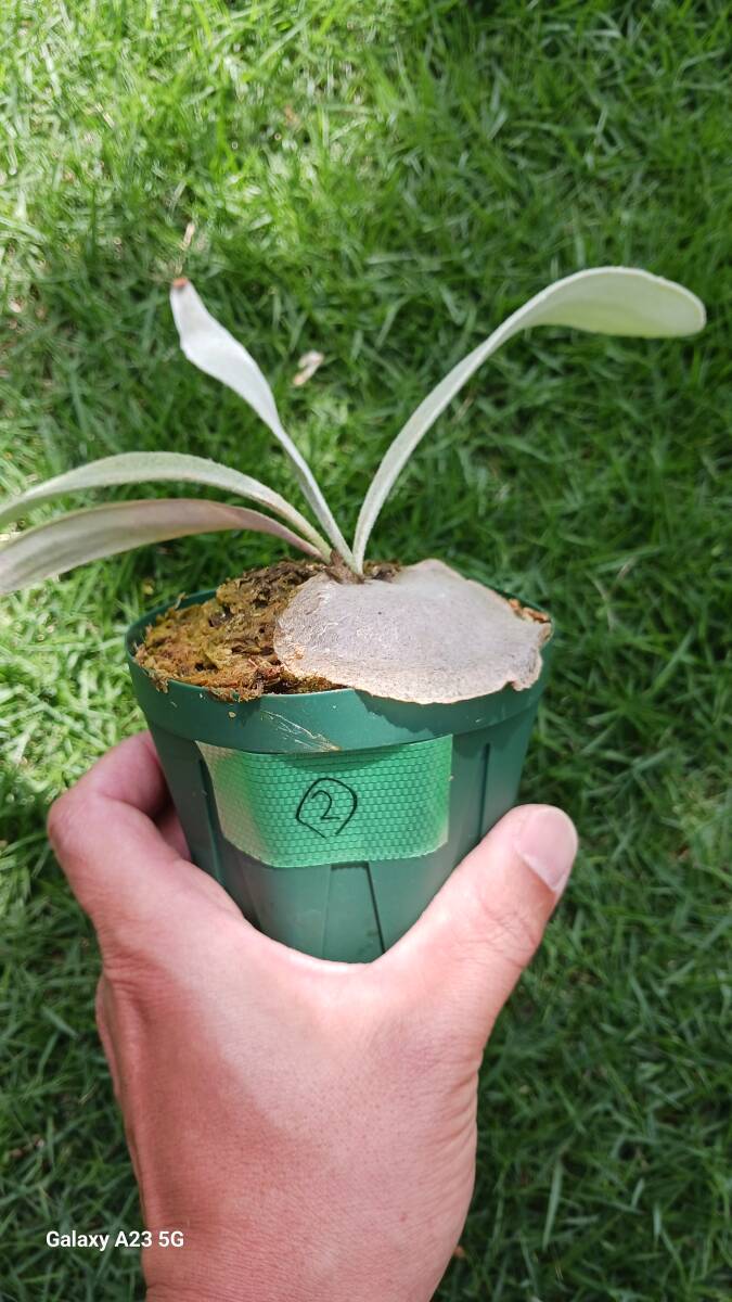  staghorn fern Bay chi- wild pot seedling ②