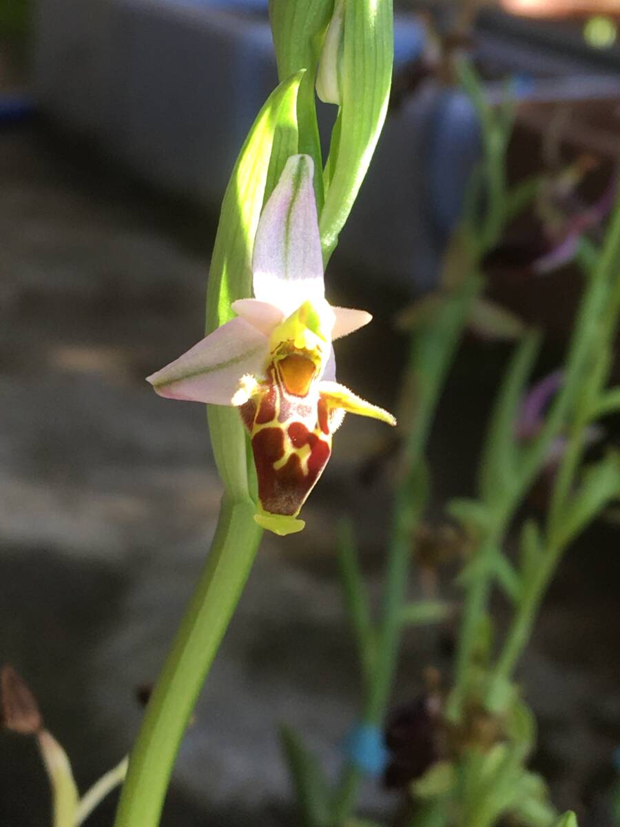  off белка o Est lifela~Ophrys oestrifera~ орхидея . сырой Ran Be o- Kid 