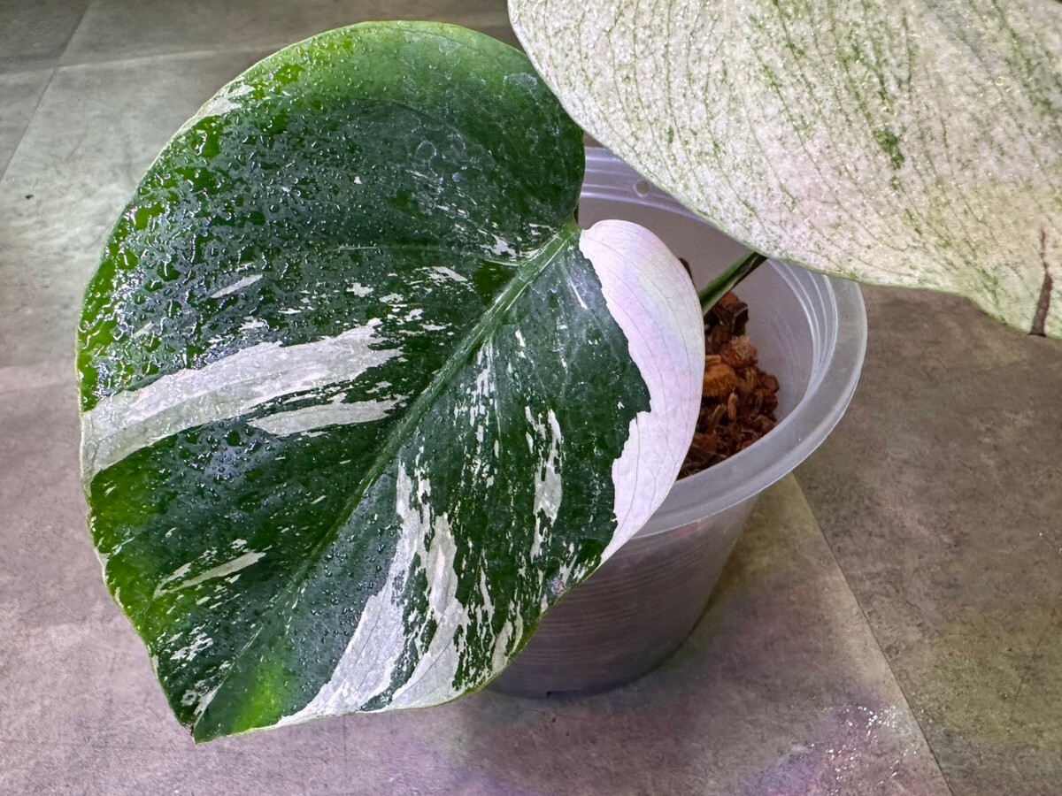 【v.plants】希少ハイクオリティmonstera モンステラ ミント【デリシオーサボルシギアナMIX ハイブリッド】契約ナーセリー株_画像3