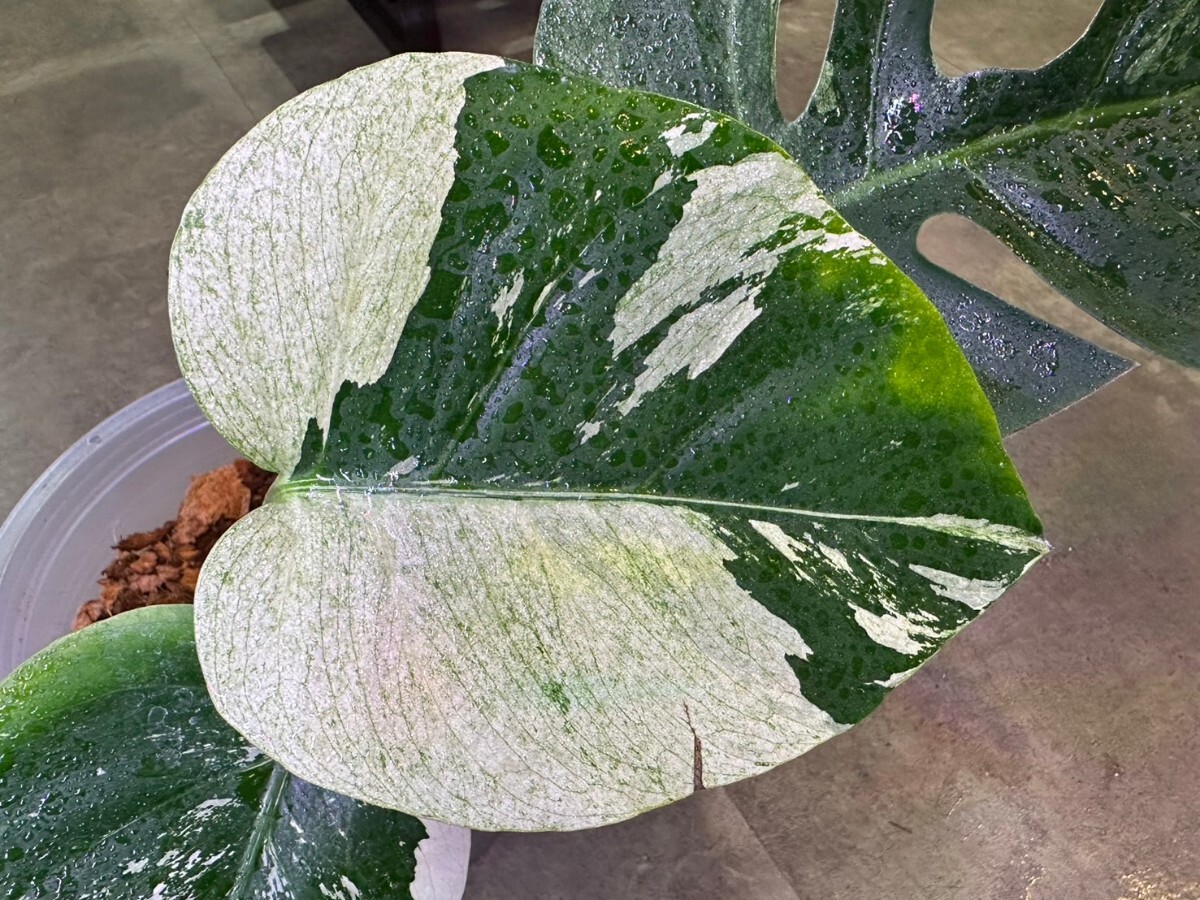 【v.plants】希少ハイクオリティmonstera モンステラ ミント【デリシオーサボルシギアナMIX ハイブリッド】契約ナーセリー株_画像2