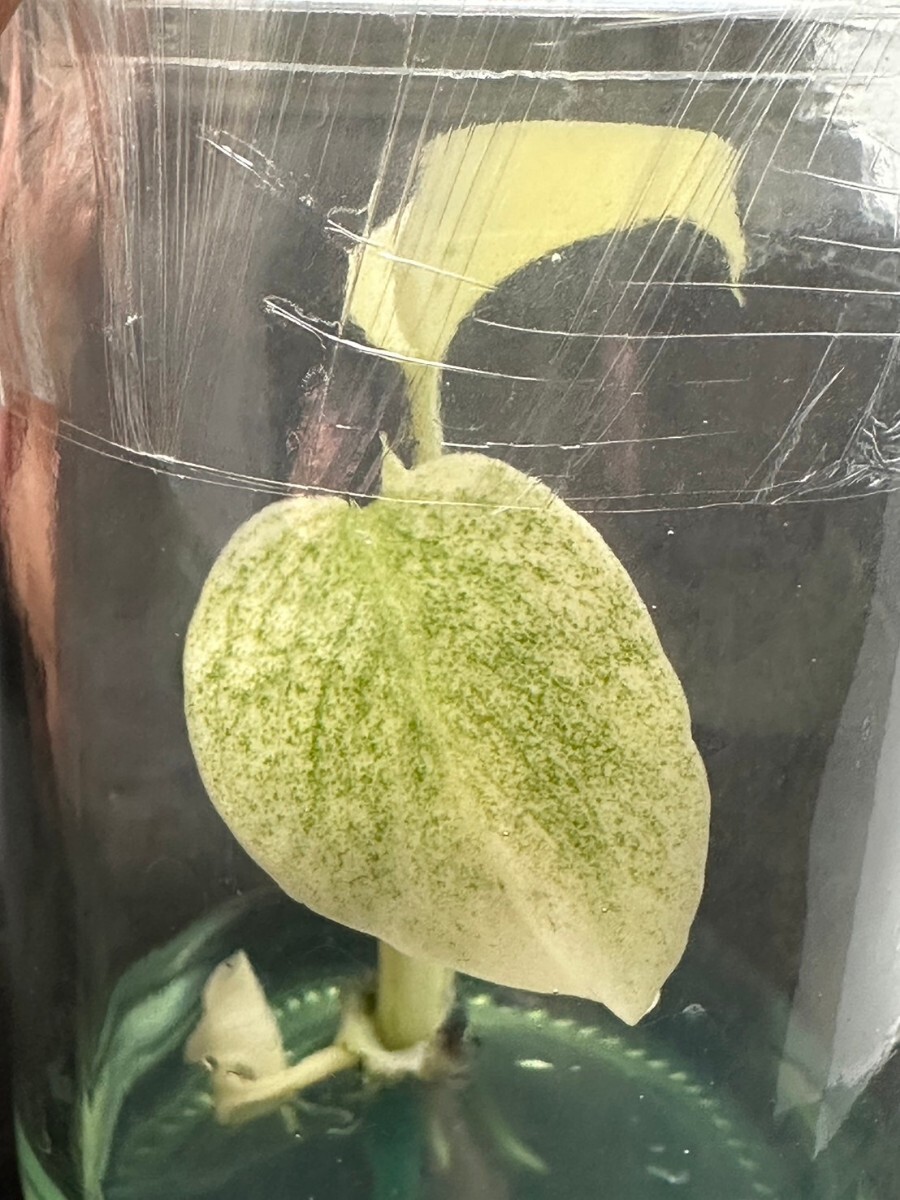 【v.plants】高級培養株モンステラデリシオーサ ホワイトモンスターミント斑天津蘭 Monstera deliciosa White Monster 植物研究所直送の画像1