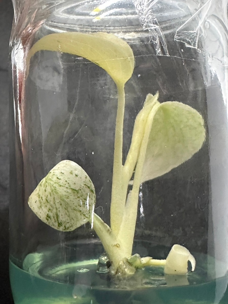 【v.plants】高級培養株モンステラデリシオーサ ホワイトモンスターミント斑天津蘭 Monstera deliciosa White Monster 植物研究所直送の画像5