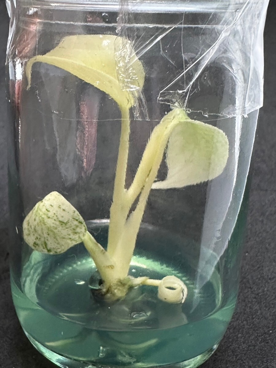 【v.plants】高級培養株モンステラデリシオーサ ホワイトモンスターミント斑天津蘭 Monstera deliciosa White Monster 植物研究所直送の画像2
