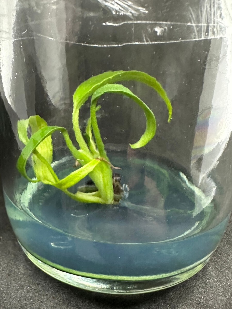 【v.plants】ハイクオリティ培養株monstera burle marx flame タイ植物研究所直送の画像3