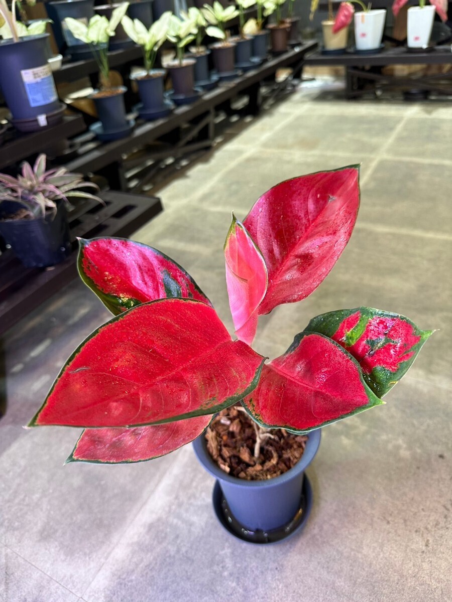 【v.plants】高級株　Aglaonema Ruby Emerald アグラオネマ ルビーエメラルドタイ直輸入ハイクオリティファーム株_画像2