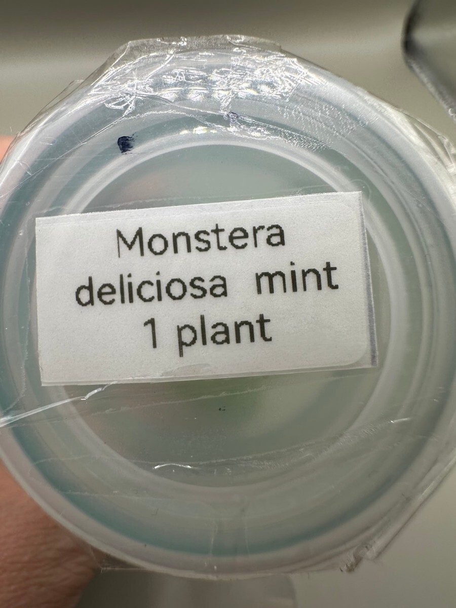 【v.plants】ハイクオリティ大株tissue culture monstera deliciosa mintモンステラ　デリシオーサ ミントタイ植物研究所直送_画像7