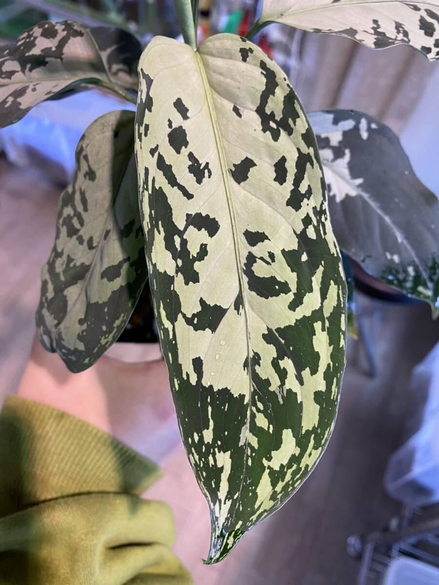 【LA便正規タグ付き】アグラオネマ Aglaonema pictum A しるば〜らいん Aceh sumatera ［LA0819-02b]の画像2