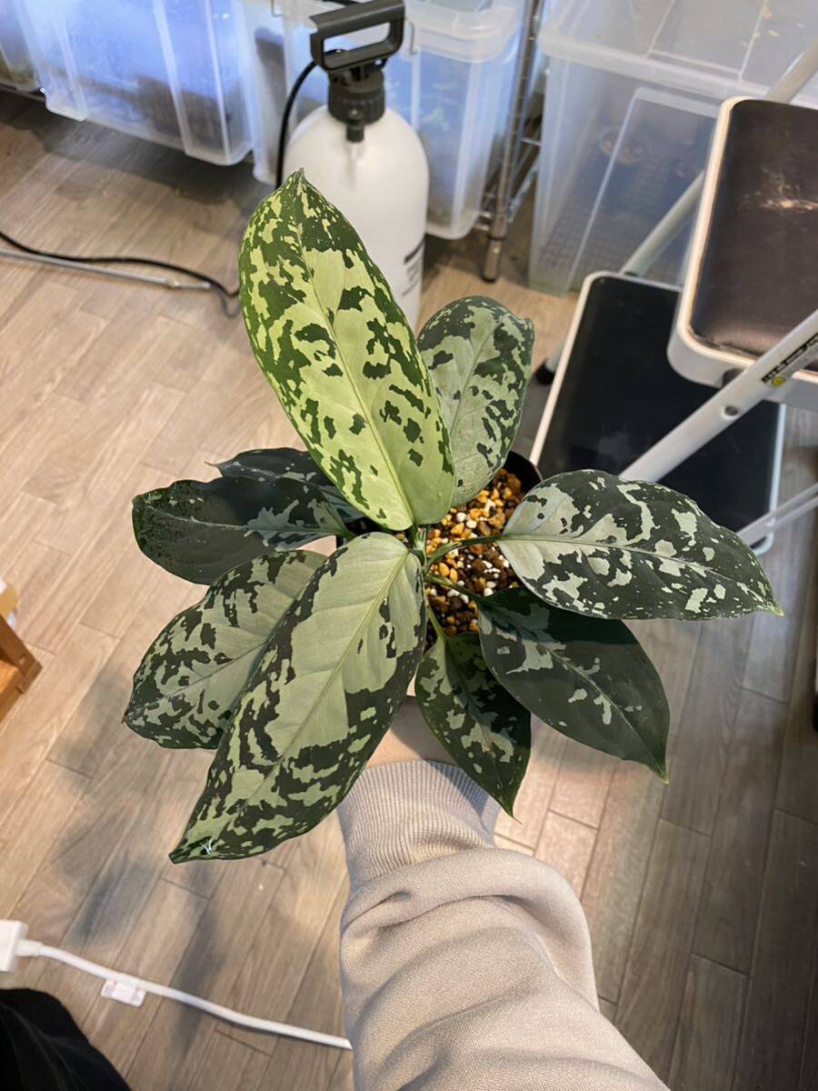 【LA便正規タグ付き】アグラオネマ Aglaonema pictum A しるば〜らいん Aceh sumatera ［LA0819-02b]の画像1