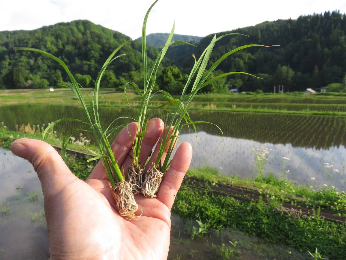 【希少】農家直販!!令和5年産魚沼産コシヒカリ玄米30kg☆食味特A☆!の画像3