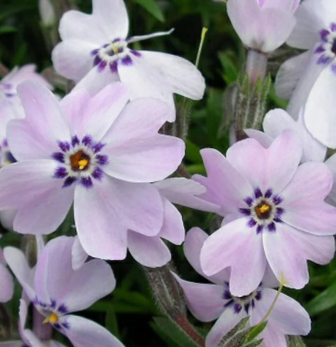 芝桜 挿し穂 40本（青 ）の画像2