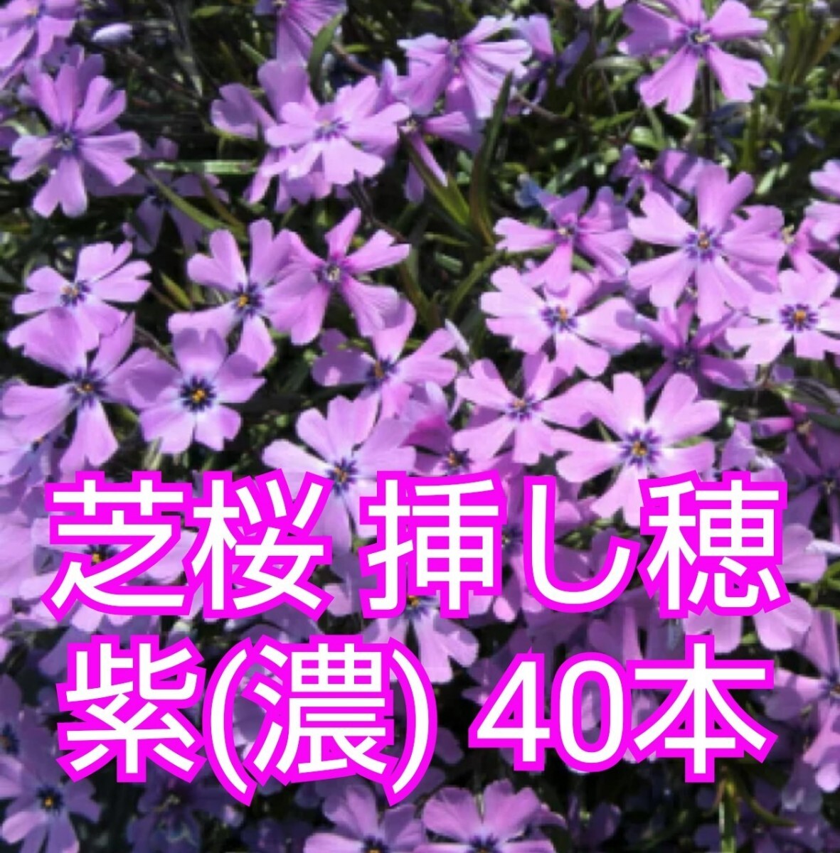 芝桜 挿し穂 40本（紫(濃)）の画像1