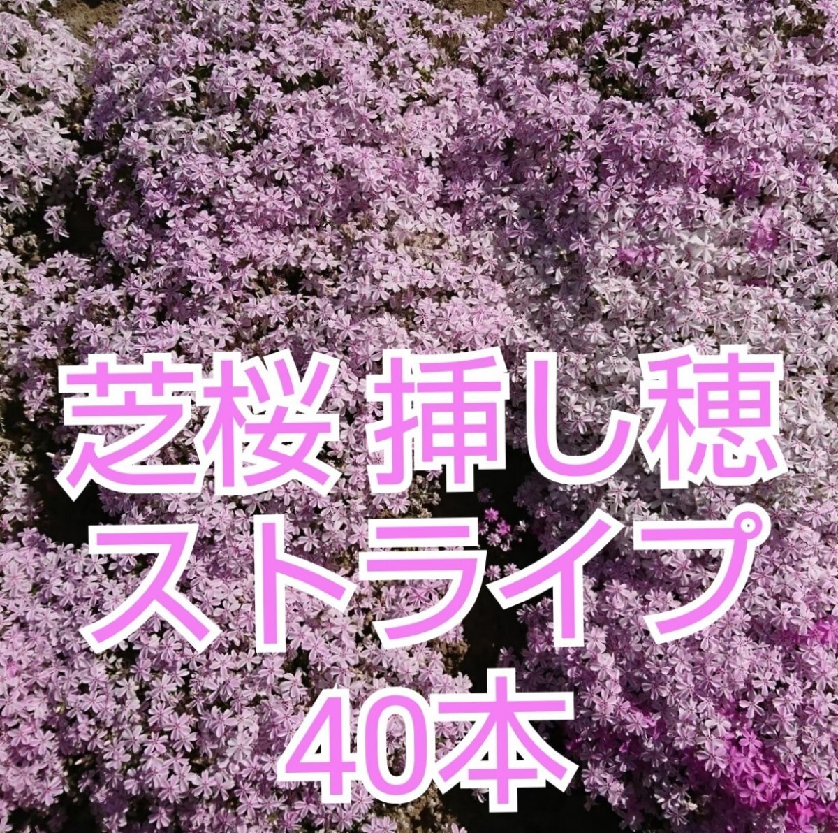 芝桜 挿し穂 40本（ストライプ）の画像1