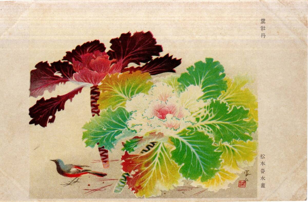 絵葉書　軍事郵便　葉牡丹　松本姿水画　陸軍恤兵部発行　戦時中美術絵画絵はがき_画像1