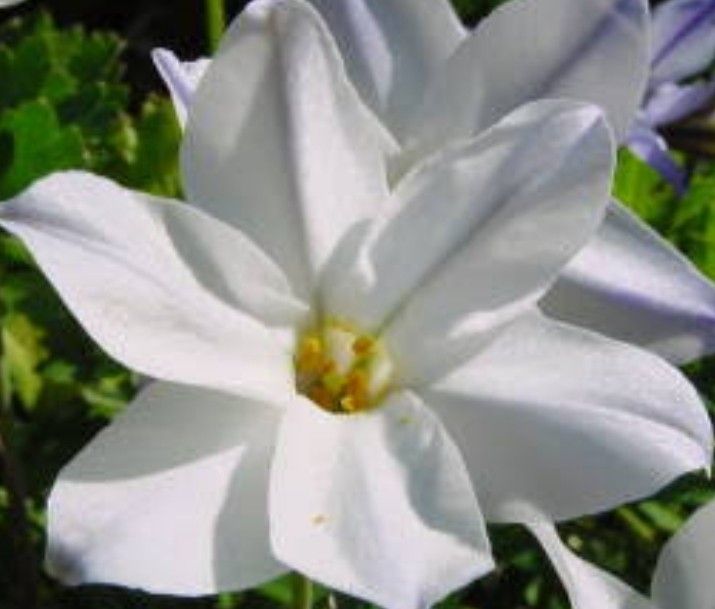 ハナニラ　イフェイオン　球根　花苗　花　苗　ガーデニング　宿根草　多年草　鉢植え　プランター　白い花　可愛い