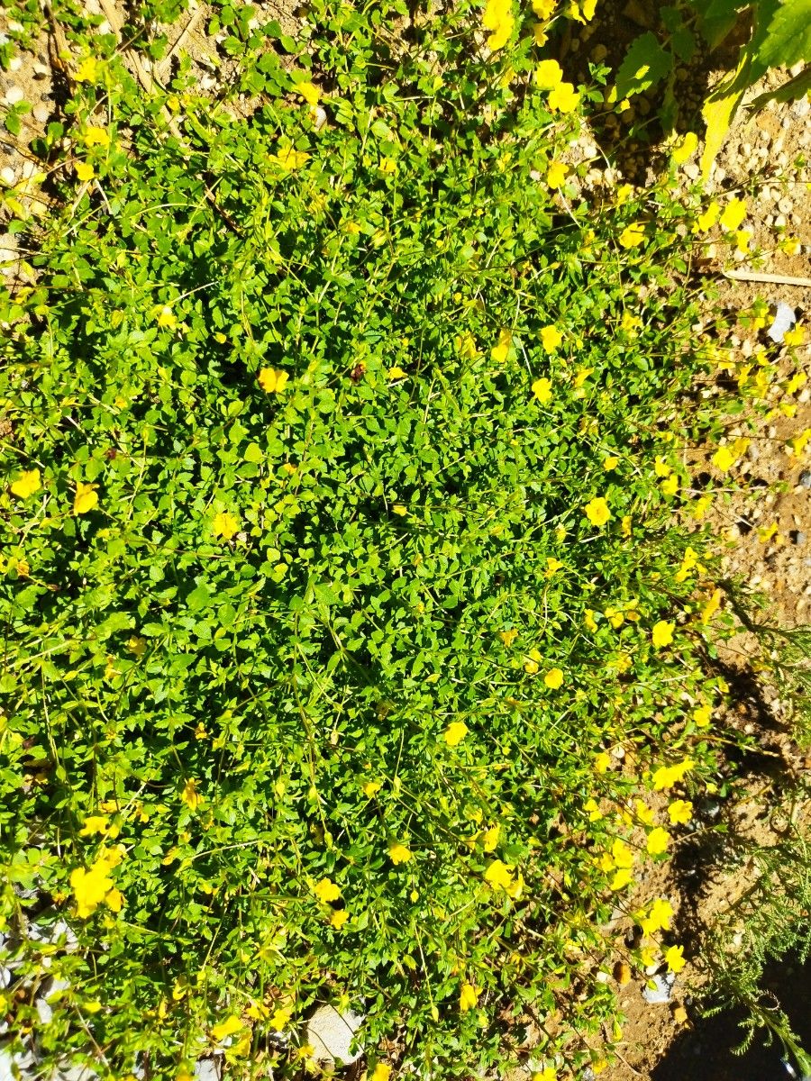 メルカドニア　2ポッド分　おまけ付き　宿根草　多年草　鉢植え　プランター　地植え　ガーデニング　グランドカバー　