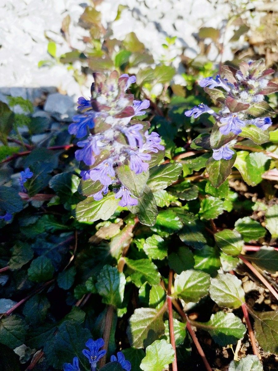 アジュガ　紫　ガーデニング　シェードガーデン　鉢植え　地植え　花壇　花　苗　花苗　宿根草　多年草　イングリッシュガーデン　除草　