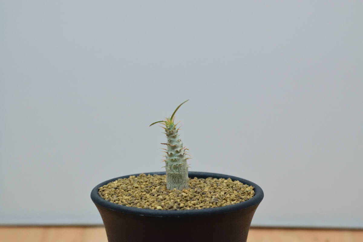 【稲穂園芸店】【お試しキャンペーン】No.50 Pachypodium Gracilius パキポディウム グラキリスの画像2