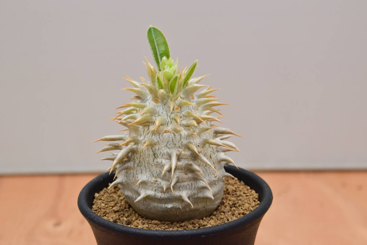 【稲穂園芸店】No.19 白花 Pachypodium brevicaule leucoxanthum パキポディウム ブレビカウレ レウコキサンツム 恵比寿笑い_画像4