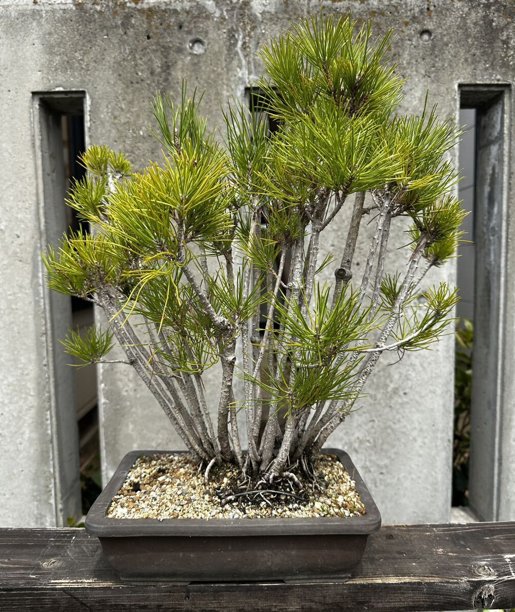 Yahoo!オークション - 赤松 寄せ植え 盆栽 鬼無 国分寺 四国赤松盆栽 Yahoo!オークション - 赤松 寄せ植え 盆栽 鬼無 国分寺 四国赤松盆栽