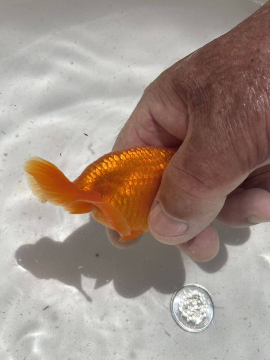  Uno group golgfish male 3 -years old 