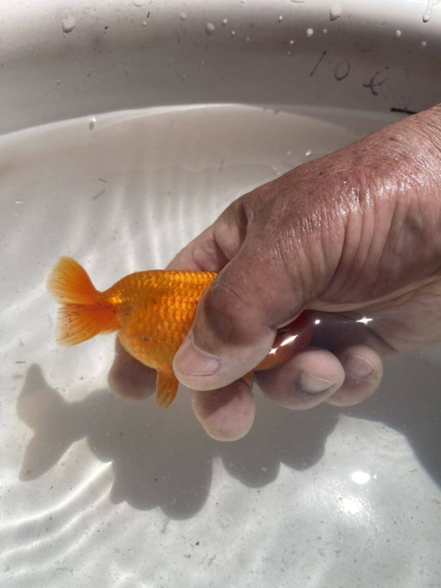  Uno group golgfish male 3 -years old 