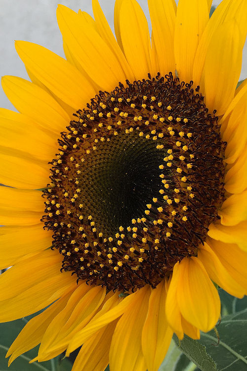大輪ひまわりの種　向日葵の種　ヒマワリの種　黄色い花　20粒　2023年採取_画像1