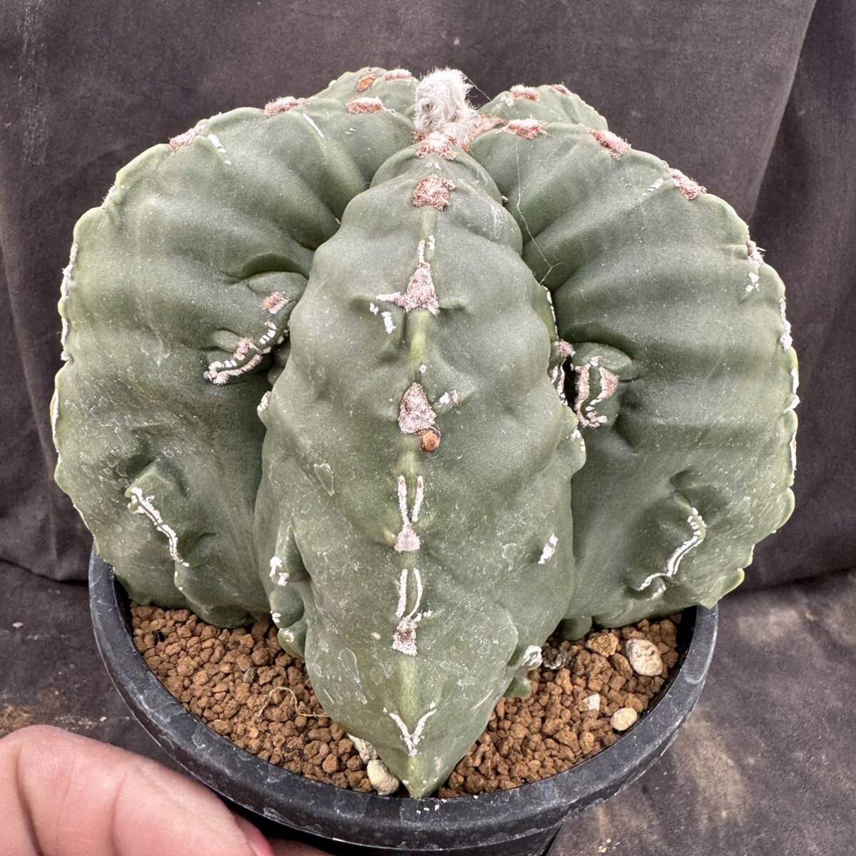 ★サボテン・多肉植物★801★アストロフィツム　複隆碧瑠璃鸞鳳玉　実生　Astrophytum　myriostigma cv.FUKURYU　★seedling_画像4