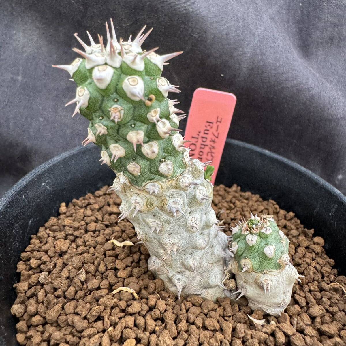 Yahoo!オークション - サボテン・多肉植物 883 ユーフォルビア Yahoo!オークション - サボテン・多肉植物 883 ユーフォルビア