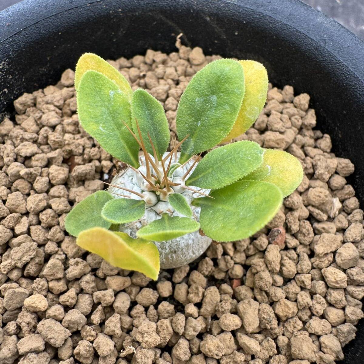 ★サボテン・多肉植物★803 ★パキポディウム ナマクアナム 光堂　実生　Pachypodium namaquanum★コーデックス 塊根_画像3