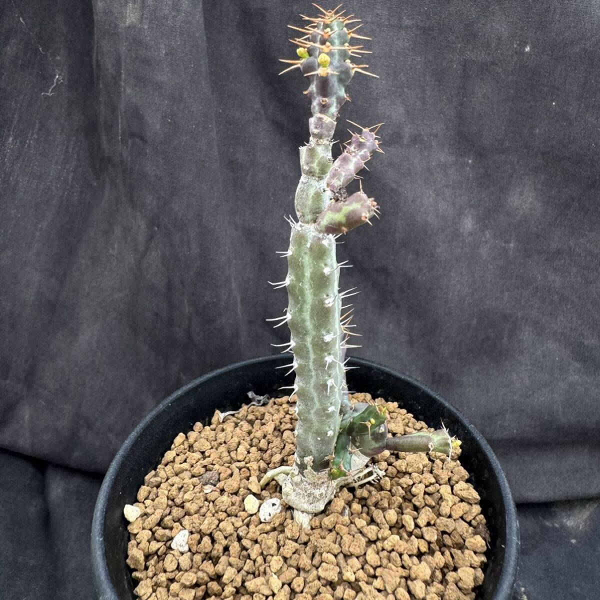 ★サボテン・多肉植物★876★ユーフォルビア・ミクラカンサ Euphorbia micracantha ★コーデックス　塊根　_画像3