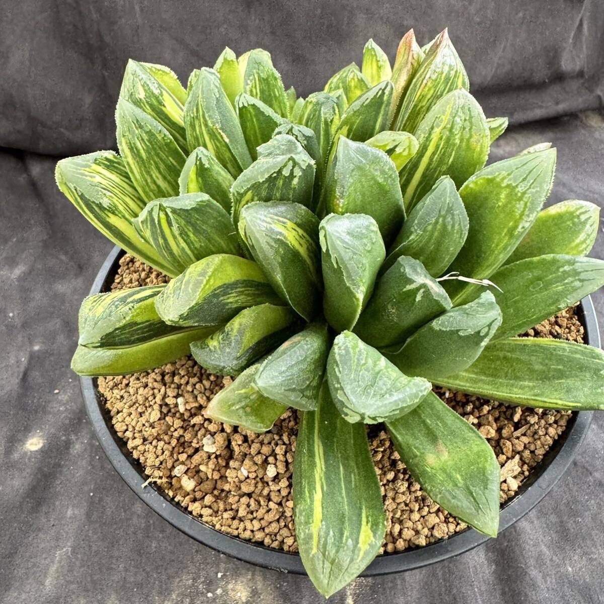 ★サボテン・多肉植物★893★ハオルシア 美穂錦　Haworthia　retusa varieg. × maughanii★ハオルチア _画像7