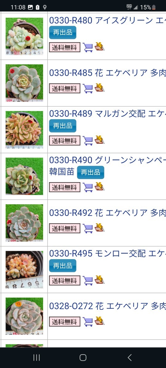 多肉植物 韓国苗 28個 まとめ売り2_画像4