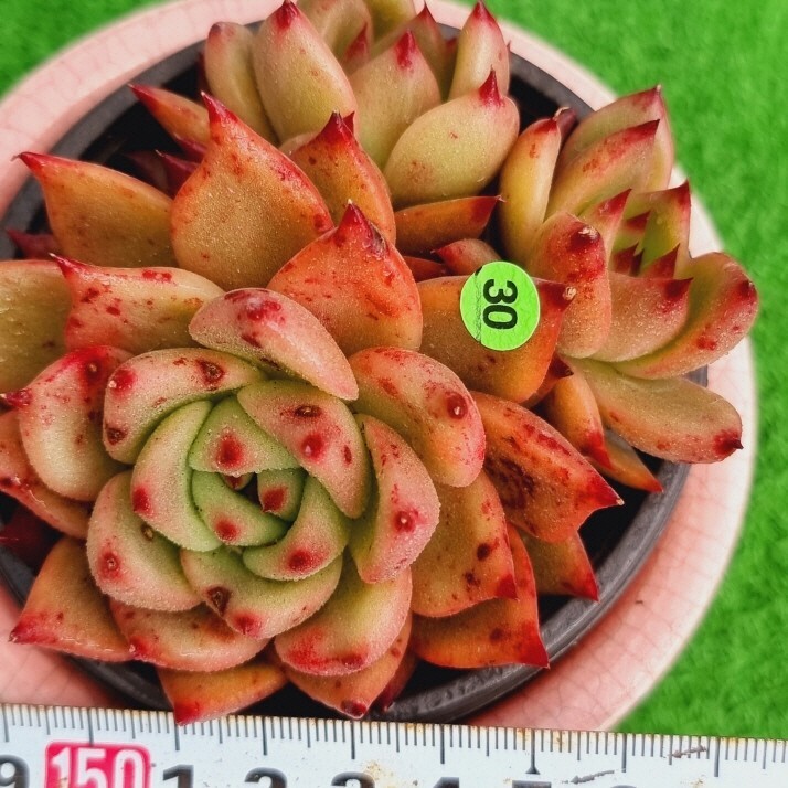 最高の品質 Yahoo!オークション - 0423-G130 天地 エケベリア 多肉植物 韓国苗 フラワー・ガーデニング